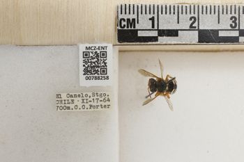 Media type: image;   Entomology 788258 Aspect: Labels